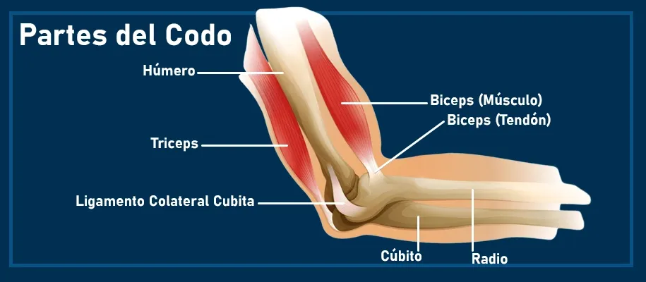 Anatomía del Codo y Procedimiento de Artroscopia Diagrama que muestra la anatomía del codo y el procedimiento de artroscopia