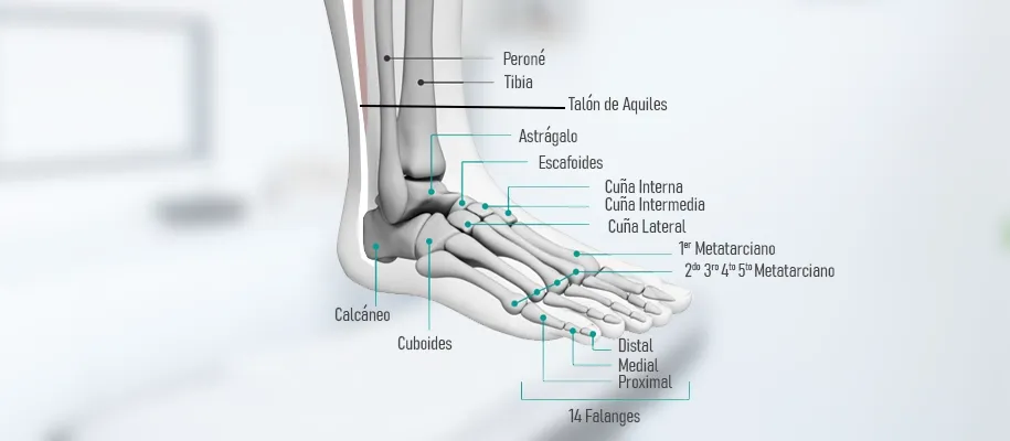Ankle structure