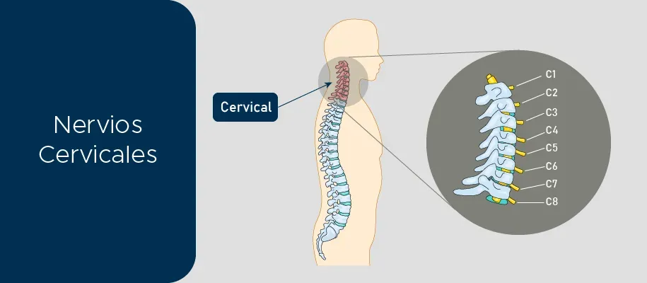 Ricardo Monge menciona las causas del dolor en el cuello Ricardo Monge menciona las causas del dolor en el cuello